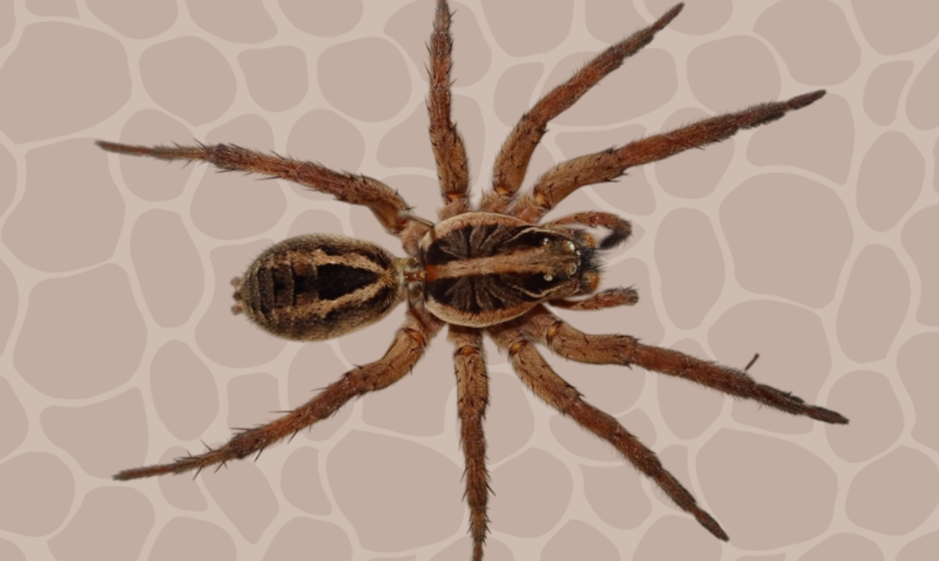 أشكال مخيفة وحياة مدهشة.. 